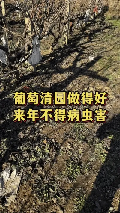 葡萄清园做得好，来年不得病虫害#葡萄 #葡萄种植
