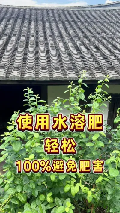 使用水溶肥多种混合的时候，如何低成本100%避免肥害？#盆栽蓝莓 #盆栽果树#肥害 #家庭种植#内容启发搜索