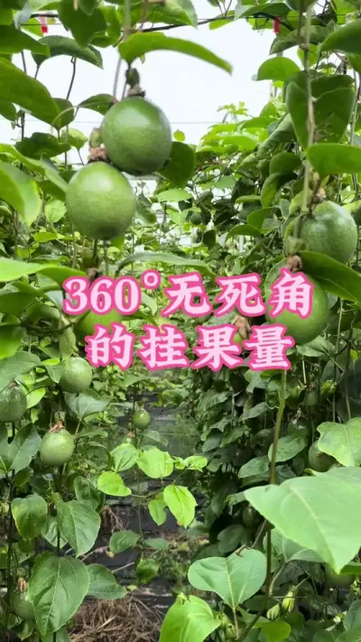 用了施康禾一号的挂果量360&deg;无死角！#乡村守护人 #百香果 #抖音助农 #服务三农支持三农 #新农人计划 @抖音小助手 @DOU+小助手
