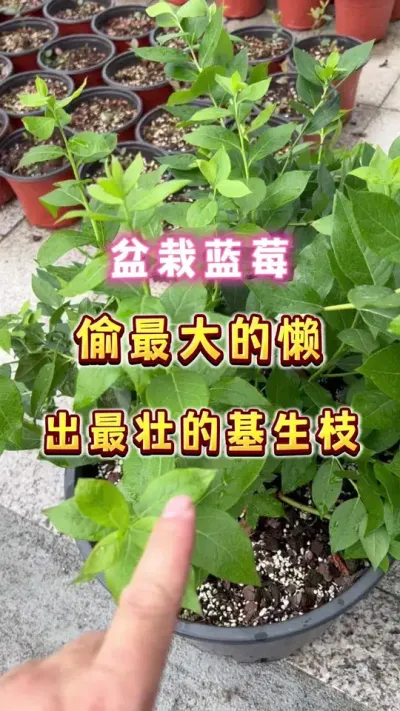 盆栽蓝莓，怎么偷最大的懒，出最壮的基生枝。#盆栽蓝莓 #楼顶果园 #内容启发搜索 #家庭种植 #蓝莓