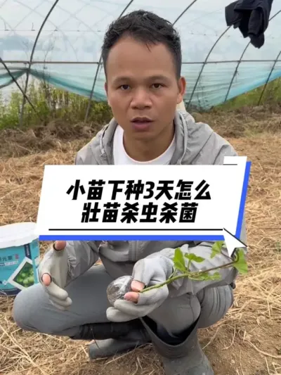 小苗下种3天怎么壮苗杀虫杀菌#种百香果教程 #百香果种植技术 #农业种植