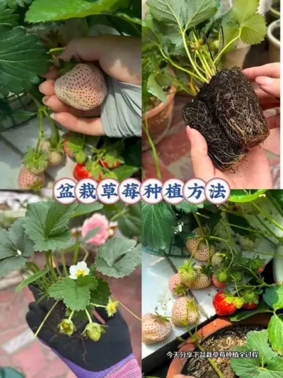 新手变老手也是有捷径的！阳台盆栽草莓种植方法和细节！#阳台种菜 #盆栽草莓 #草莓苗 #草莓种植方法 #您丰收草莓苗