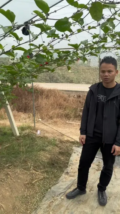 种百香果不是一件简单的事情#种百香果教程 #抖音助农 #技术分享 #钦蜜9号百香果 #农业技术推广