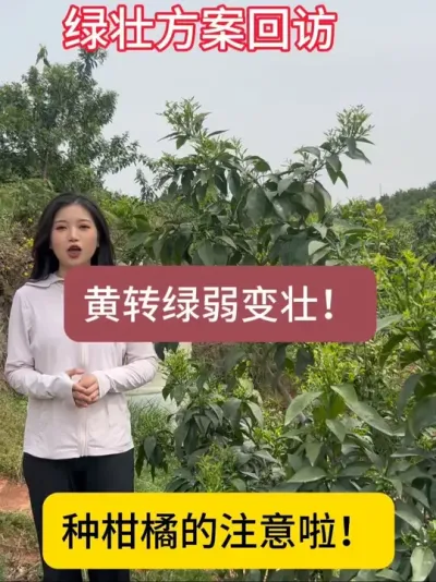 绿壮方案效果到底怎么样！速来围观！#柑橘黄龙病树症状 #复合肥果树 #专治黄叶果树肥料