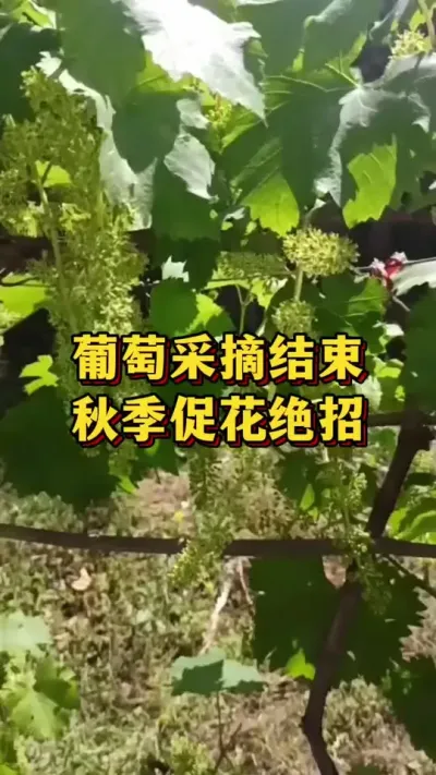 葡萄采摘结束，秋季促花芽绝招#优质农产品 #农业种植 #葡萄种植
