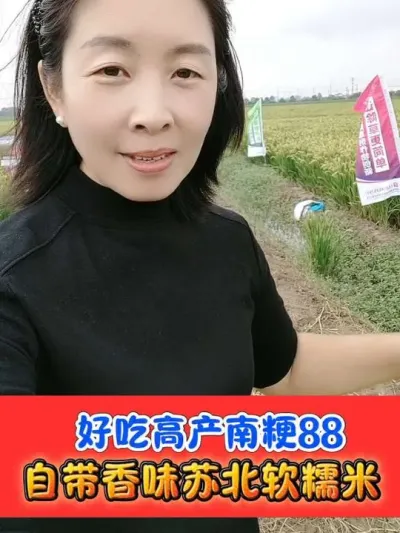 苏北好吃高产大米就是南粳88 自带香味大穗高产抗除好管#南粳88 #好吃水稻#水稻种植 #水稻
