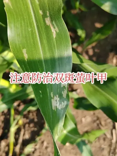 #来抖音学农技 #双斑萤叶甲#虫害 今年双斑萤叶甲发生比较早，需要注意防治。