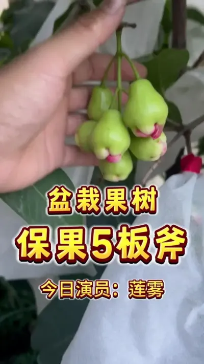 家庭盆栽果树，保果的几个常用方法。今日出场：莲雾。#盆栽果树 #保花保果 #莲雾 #家庭种植 #果树管理