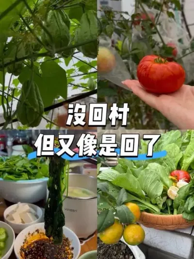 光吃不胖的水煮菜我咋没早点发现呢！ 不敢相信这小小露台几乎让我回归了田园生活，每天都能吃到绿色健康的新鲜蔬菜！#阳台种菜 #采摘 #水煮菜 #佛手瓜 #日常vlog