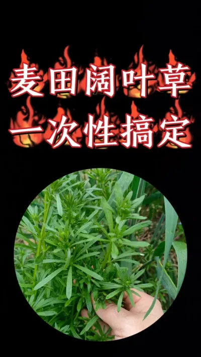 小麦田阔叶杂草一扫光，安全不伤小麦，抗性阔叶菜铲除干净#农资肥料 #小麦 #小麦种植 #小麦除草剂 #农业种植