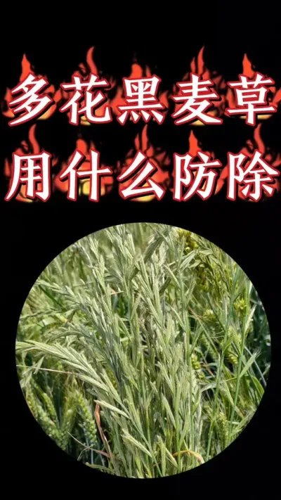 小麦田多花黑麦草正确识别及用药防治#三农种植 #小麦 #农资肥料 #小麦种植 #小麦除草剂