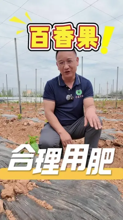 百香果苗期需合理用肥，过量的施肥会导致&ldquo;黄化茏头&rdquo;的产生，导致百香果减产。想要苗期一路平安少花冤枉钱，欢迎评论区留言咨询交流。#百香果#施肥#农业技术推广#农业种植