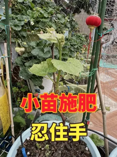 葡萄小苗施肥？#盆栽葡萄#寒香蜜