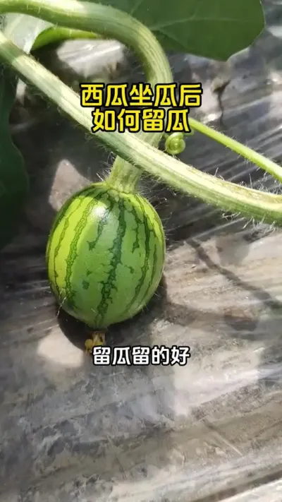 #种植技术 #西瓜种植#西瓜管理#西瓜种植技术#西瓜高产
