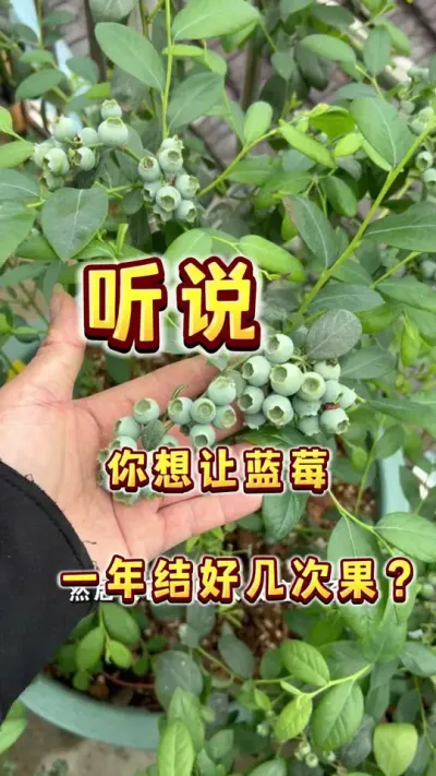 不要再问我蓝莓一年能结几次果了#盆栽蓝莓 #楼顶果园 #大数据把我推给爱吃蓝莓的人 #内容启发搜索