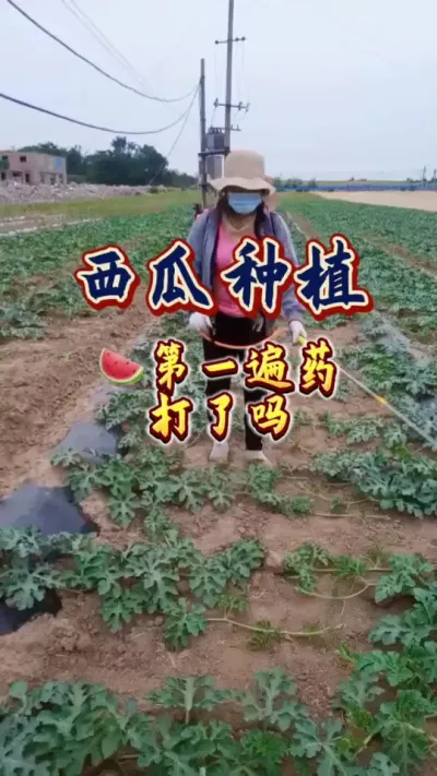 #西瓜种植 #增产增收才是硬道理 #生根壮苗 #病虫害防治 #西瓜