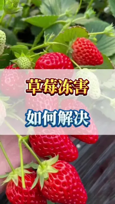 草莓冻害，如何解决#草莓种植技术 #草莓技术 #草莓苗育苗基地