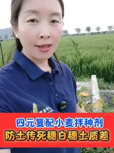 小麦加强版拌种剂，一套拌种50斤 四元复配小麦拌种剂，防土传病害，防枯白死穗和蚜虫地下虫#小麦拌种剂 #小麦种植 #小麦 #农资肥料 #农业种植