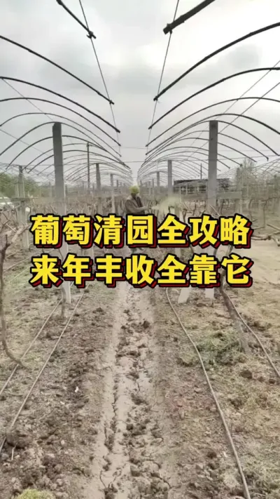 葡萄清园全攻略，来年丰收全靠它#农业种植 #优质农产品 #三农