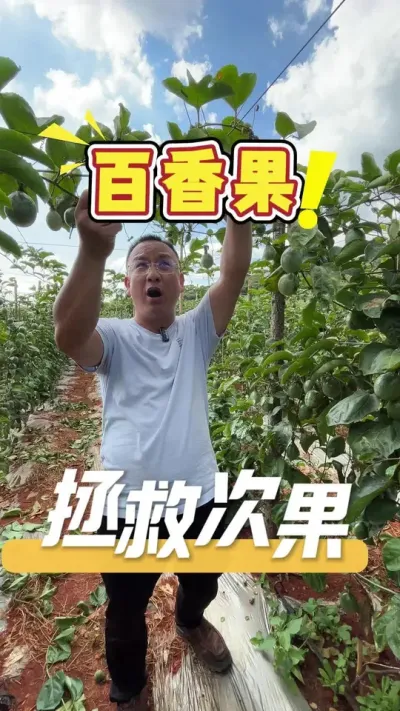 挂果期用肥过多导致产生次果，要如何来挽回损失，让发哥告诉你。#百香果#百香果挂果#农业技术推广#农业种植