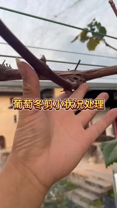 葡萄冬剪的时候&hellip;&hellip;发现有些位置挂空挡了？#葡萄#庭院葡萄 #葡萄冬剪 #种植小技巧 #三农