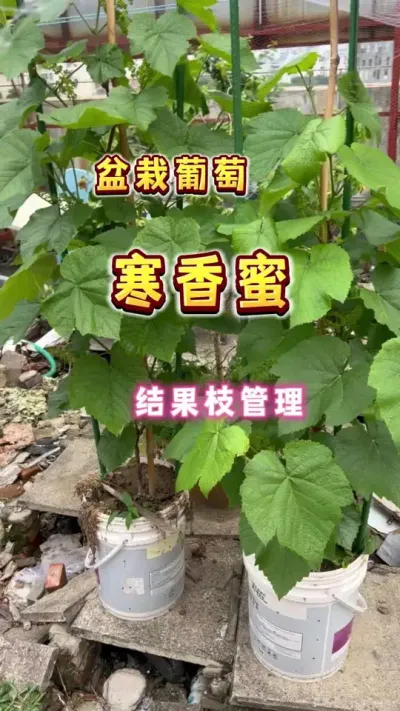 要不要在家里种一盆寒香蜜葡萄？很好管理的，去年种的，今年就结果了哟，今天处理下结果枝#盆栽葡萄#楼顶果园 #葡萄 #寒香蜜 #内容启发搜索