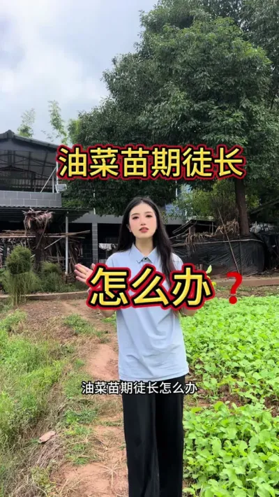 油菜苗期徒长高脚苗你还在用多效唑吗？快试试更安全更有效的方法吧！#三农 #油菜 #油菜种植