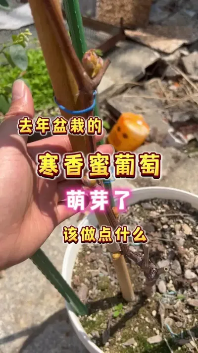 春天来了，万物复苏，动&hellip;&hellip;呸，盆栽葡萄又到了萌芽的季节，我们应该做点儿什么呢#楼顶果园 #盆栽果树 #葡萄 #春天 #小院时光