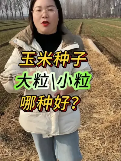 玉米种子大籽\小籽哪种好？#三农 #玉米种子 #高产玉米种子 #支持三农服务三农