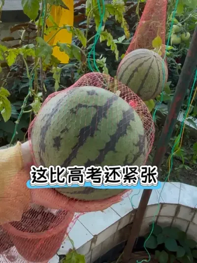 人生中种的第一个阳台盆栽小西瓜🍉一场闭眼开瓜的盛大仪式🍉开瓜前那叫一个忐忑，生怕没熟😅你们猜它甜不甜？#阳台种植 #盆栽西瓜 #夏天该有的样子 #日常vlog #麒麟西瓜