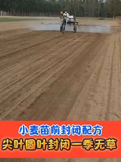 小麦苗前封闭除草剂加强版，四元复配一季无草 #小麦种植 #小麦封闭除草剂 #小麦 #农资肥料