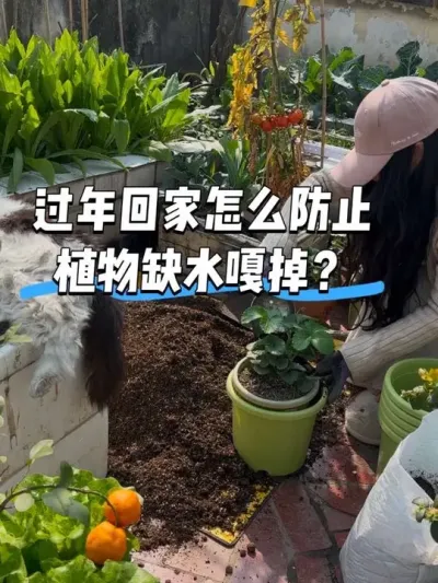回家过年前最后的挣扎！阳台养花种菜操碎了心呀😂 #阳台种菜 #种草莓 #真实生活分享计划 #露台小菜园 #日常