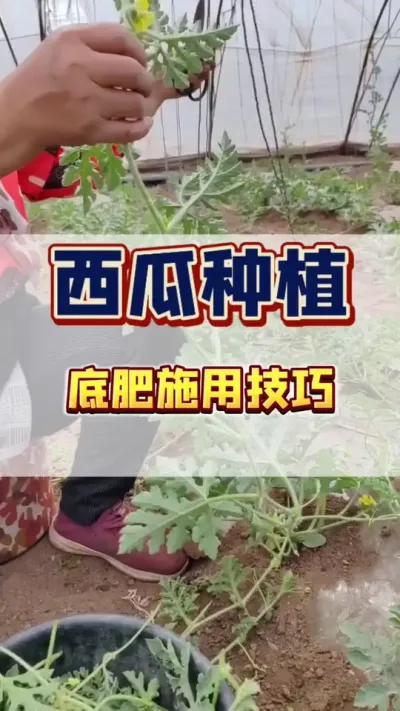 #西瓜管理 #增产增收才是硬道理 #西瓜 #施肥 西瓜底肥用上硼，直接省个打芽工&hellip;&hellip;