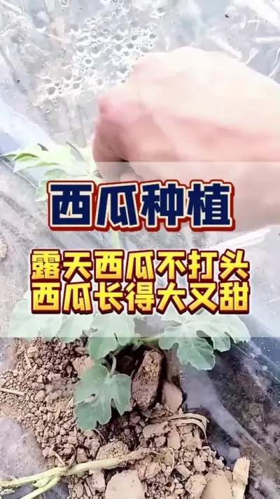 #西瓜种植 #西瓜管理 #膨大增甜 露天西瓜别打头，不然绝收