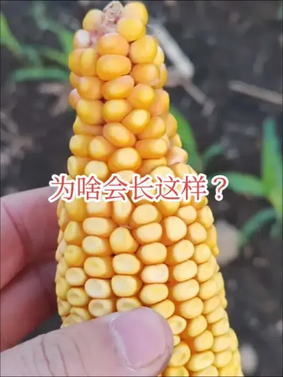 #来抖音学农技 #2025新农人计划#玉米苗后除草 喷施苗后除草剂一定要掌握好时期，3-5片展开叶，不然容易出现药害。