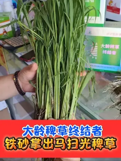 稗草终结者就是《铁砂掌》 水稻田大龄稗草难打还得是铁砂掌除草剂#水稻种植 #水稻除草 #水稻除草剂 #农资肥料 #铁砂掌除草剂