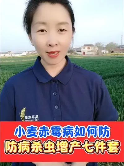 小麦赤霉病防治重点和配方 小麦防病杀虫增产七件套，增加籽粒数，提高产量一套搞定，大小包装厂价直销#小麦 #小麦种植 #小麦病虫害防治 #农资肥料 #农资