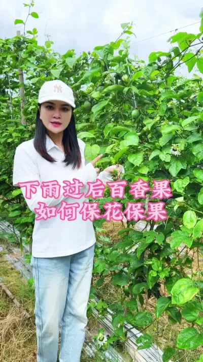 下雨前后我们的百香果如何保花保果！#乡村守护人 #三农 #我的农村生活 #新农人计划 #百香果 @抖音小助手 @DOU+小助手