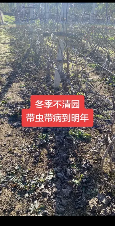 冬季葡萄不清园，带虫带病到明年，葡萄清园万能配方，可替代石硫合剂#葡萄清园#葡萄种植#葡萄病害