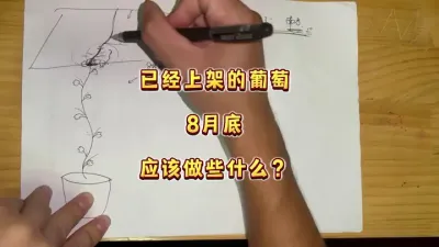 已经上架的第一年葡萄小苗，现在8月底赶紧这样做#盆栽葡萄 #庭院葡萄 #楼顶果园#葡萄#三农