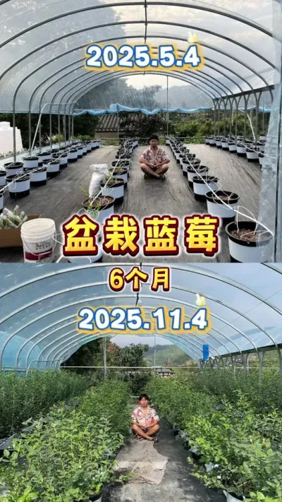 盆栽蓝莓6个月就能长成大树，所以别急着冬天去种，等春天的来临吧#盆栽蓝莓#楼顶果园#家庭种植 #蓝莓自由