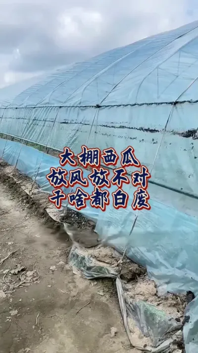 #大棚西瓜种植技术 #增产增收才是硬道理 #西瓜种植