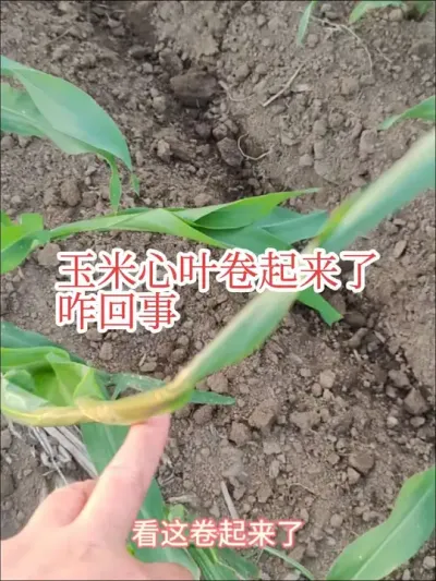 #2025新农人计划 #玉米卷叶 #来抖音学农技 有些卷叶不是药害，也不是虫害，就是玉米生长综合症，大家不用担心。