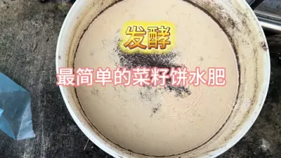 用最简单的方式发酵一桶菜籽饼水肥，你也会！ #菜籽饼水肥 #楼顶果园 #盆栽果树 #盆栽草莓 #记录我的种植生活