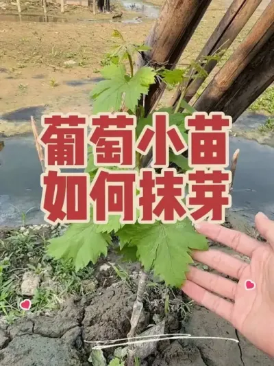 葡萄小苗如何抹芽？小苗枝条很多如何取舍，怎么保留？#葡萄小苗管理 #葡萄抹芽