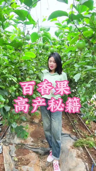 突破传统亩产，百香果一株挂果超50斤！#乡村守护者#三农 #我的乡村生活 #抖音助农 #百香果@抖音小助手 @DOU+小助手