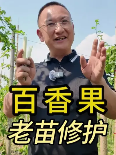 百香果的老苗养护秘诀 不要错过！ #农业 #心系三农服务三农 #新农人 #百香果 #文山铭鑫农业