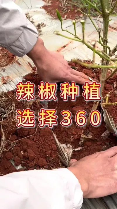 辣椒种植，选择360#农业 #三农种植 #助农 #种植 #服务三农