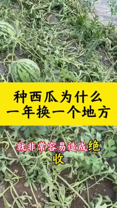 种西瓜为什么一年换一个地方#西瓜种植 #大棚西瓜 #西瓜管理 #西瓜种植技术 #种西瓜