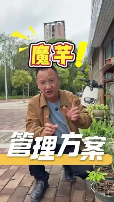 栽种魔芋（块茎作物），只要底肥用好，放好虫害，就能快速丰收。如果您有更好的管理经验，欢迎评论区留言交流#魔芋#魔芋种植#农业技术推广